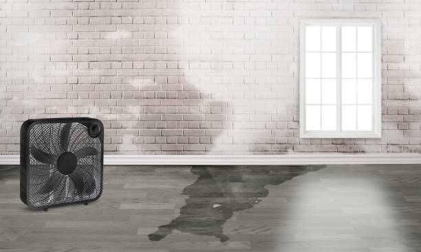 Best Ceiling water damage repair  in El Sobrante, CA